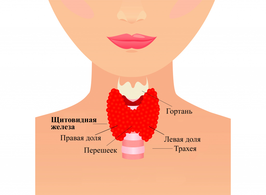 Щитовидная железа.jpg