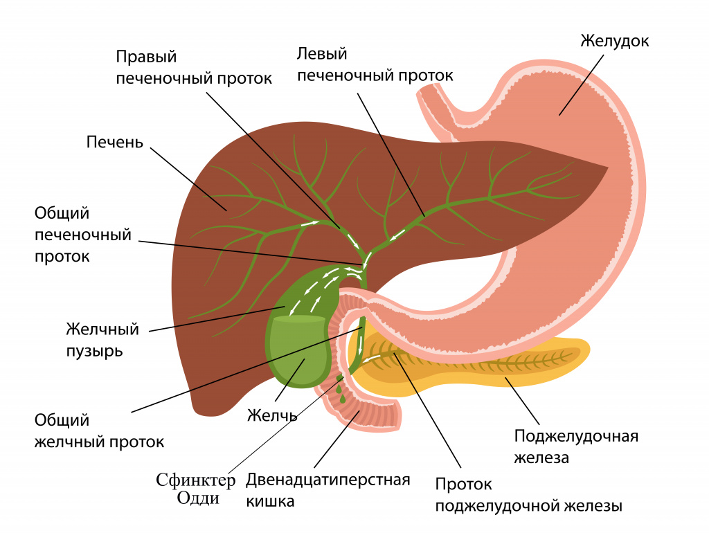 Ретроградная холангиопанкреатография – РХПГ