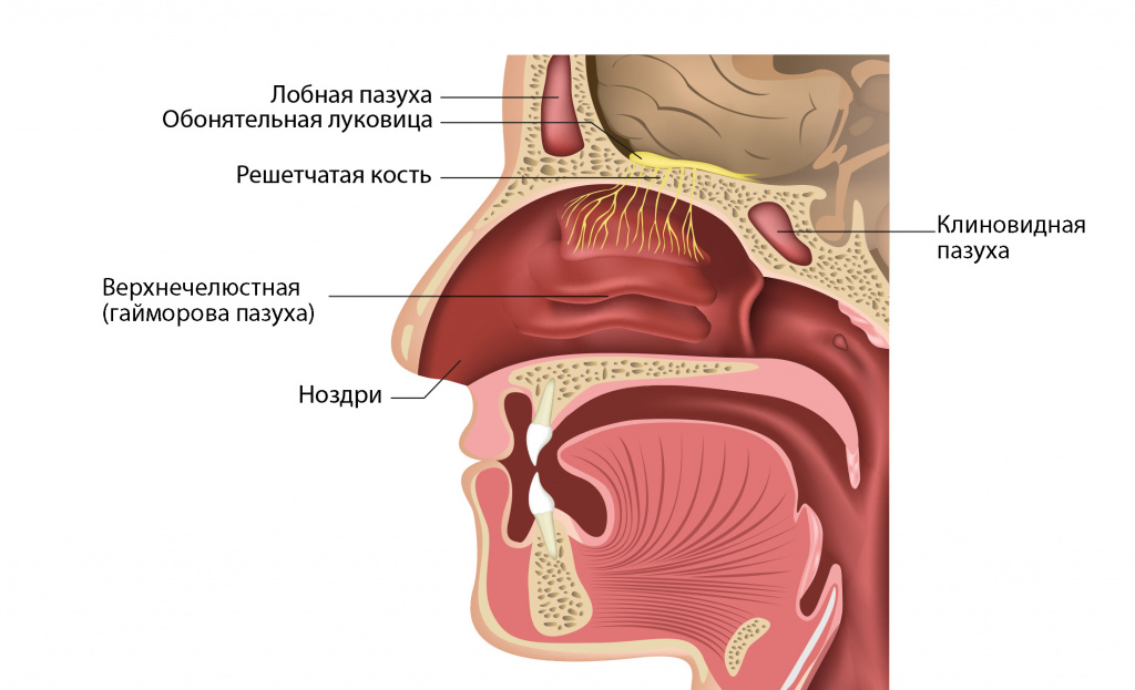 Опухоли полости носа