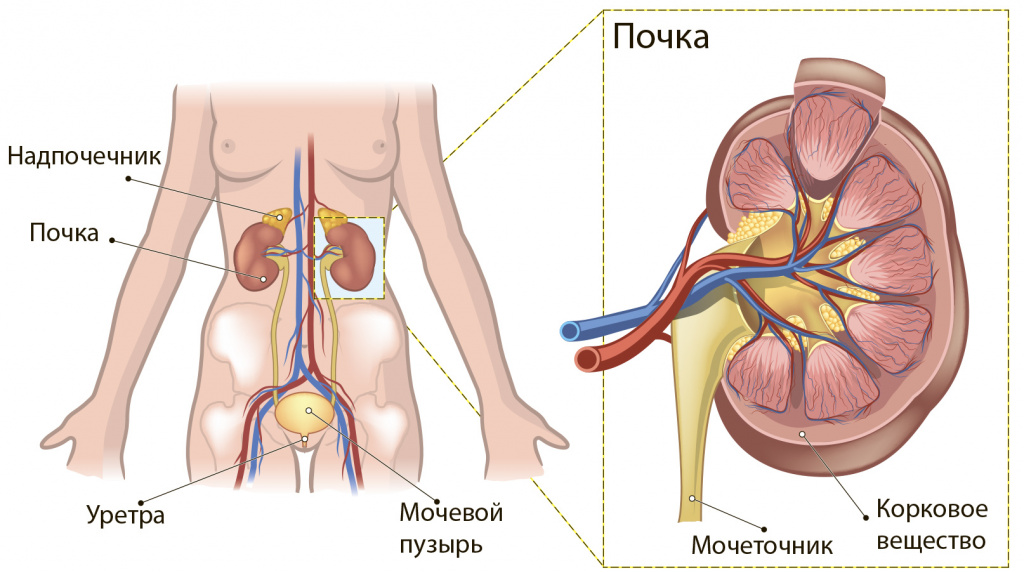 Почки на человеке рисунок