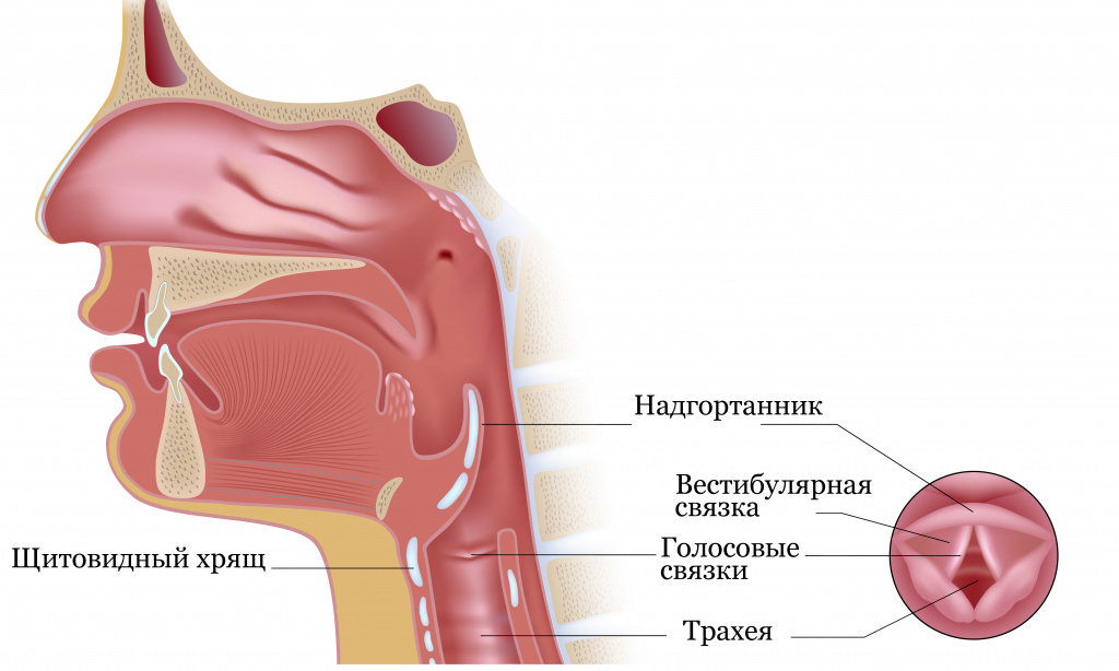 Рак гортани: симптомы и признаки, стадии, диагностика и особенности лечения